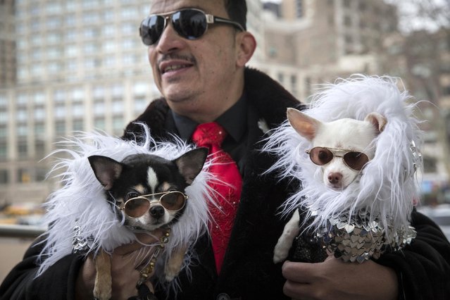Fashion Week attendee Anthony Rubio holds his pet chihuahuas (L-R) Bogie and Kimba at the Lincoln Center for the Performing Arts during during New York Fashion Week February 14, 2015. Rubio designs clothing for dogs. (Photo by Andrew Kelly/Reuters)