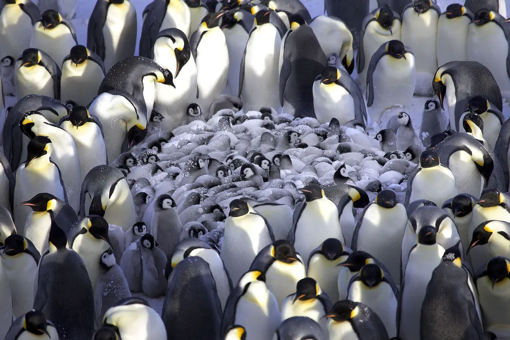 Penguins Huddling to Keep Chicks Warm in Antarctic Winds