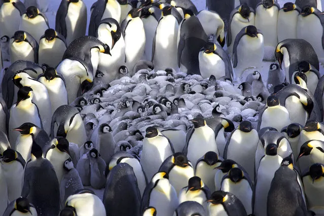 Emperor penguins gathered together to keep their chicks warm in these pictures. Marine scientist Frederique Oliver snapped the protective parents in Antarctica as they huddled against the huge winds.The adorable birds have to battle temperatures on -20 degrees Celsius as well as winds of up to 40 knots on the ice. (Photo by Frederique Oliver/Caters News)