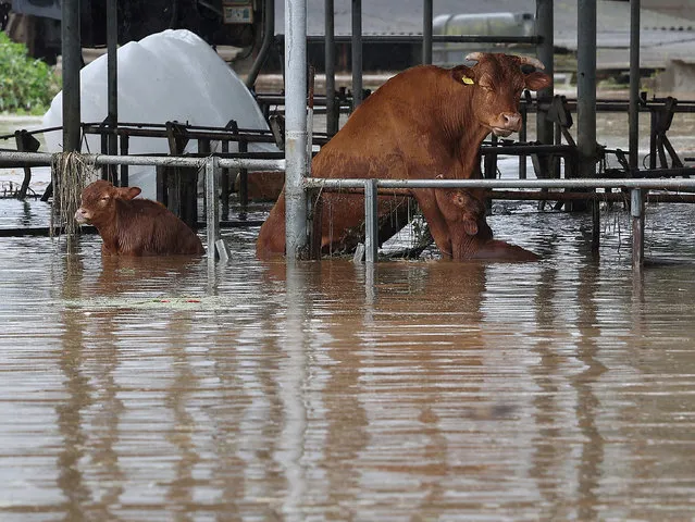 Cows are seen at a cattle shed partly submerged by typhoon Khanun in Daegu, South Korea on August 10, 2023. (Photo by Yonhap via Reuters)