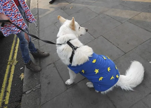 A protesters wearing a union flag themed coat stands with a dog wearing a European Union flag coat outside the Supreme Court ahead of the challenge against a court ruling that Theresa May's government requires parliamentary approval to start the process of leaving the European Union, in Parliament Square, central London, Britain December 5, 2016. (Photo by Toby Melville/Reuters)