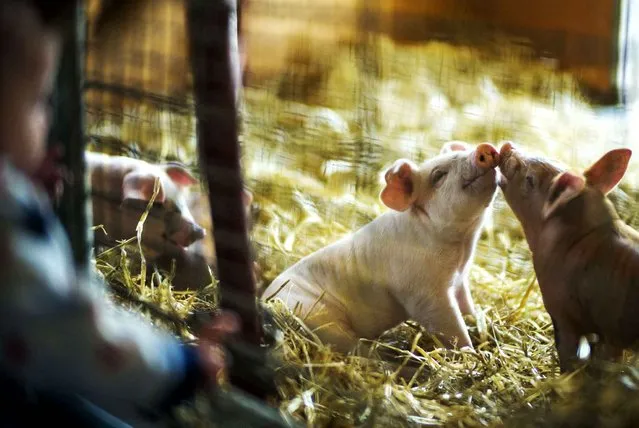 At the Wells Fargo family farm at the Minnesota Zoo, two little piglets got to know each other as Logan Camp looked in the pen, Apple Valley, Minn., Wednesday, April 1, 2015. (Photo by Richard Tsong-Taatarii/AP Photo/The Star Tribune)