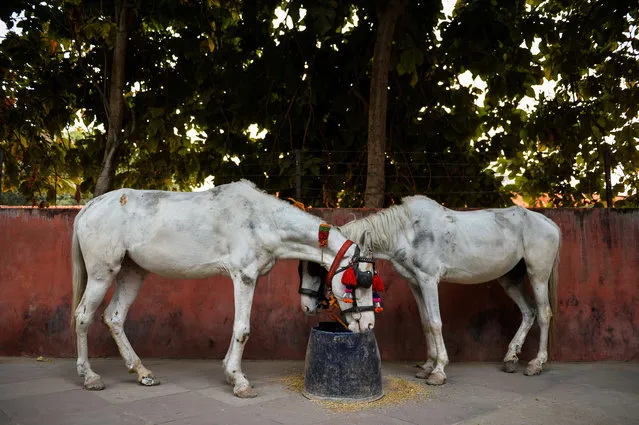 Horses eat their food on the roadside pavement in New Delhi on February 10, 2016. (Photo by Chandan Khanna/AFP Photo)