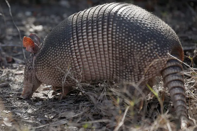 An armadillo forages for food on the ground in St Augustine, Florida January 4, 2017. (Photo by Carlo Allegri/Reuters)
