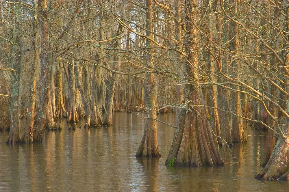 Louisiana Swamps