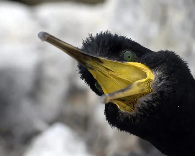 A shag protects its young on the Farne Islands off the Northumberland coast, near Seahouses, northern England, July 8, 2013. Shags are the largest of the seabirds that breed on the islands. (Photo by Nigel Roddis/Reuters)