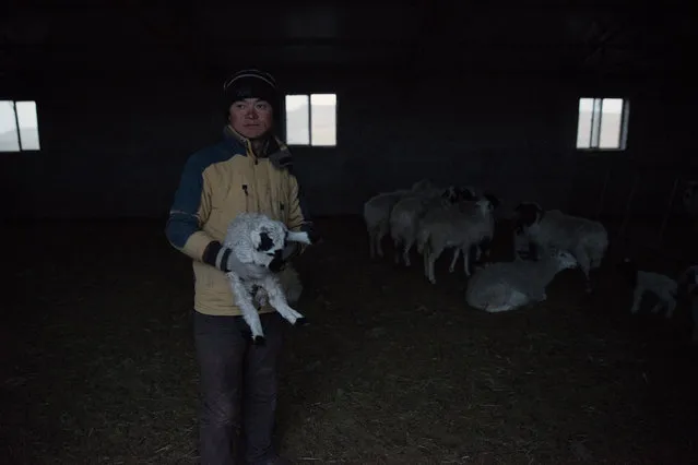 Eredun, A 39 years old herder bringing his sheep back to the the shed at dusk, in the grassland of West Ujimuqin. Eerdun lost 200 Mu grassland, worth 10,000 RMB (1.6126 USD), over coal mining. He left the land at where he grazed livestocks for over 30 years with 2,000 RMB (322.53 USD) compensation and a forklift of coal. (Photo by Gilles Sabrie/The Washington Post)