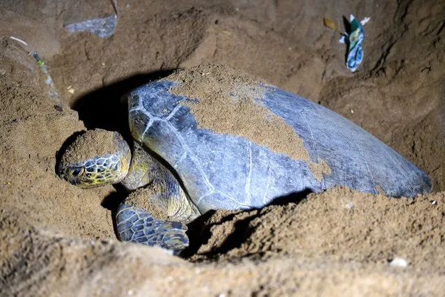 In this picture taken on November 28, 2023, a green turtle lays her eggs on Sandspit beach in Karachi. Sandspit Beach is a beloved recreation spot for the city's 22 million residents, as well as a critical habitat for Pakistan's endangered green turtles. The eight-kilometre (five-mile) stretch of beach is being relentlessly encroached upon by the construction of concrete beach houses that have, metre-by-metre, eaten into the strip of sand where turtles nest. (Photo by Asif Hassan/AFP Photo)