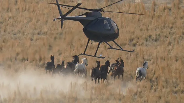 A helicopter pushes wild horses during a roundup on July 14, 2021, near U.S. Army Dugway Proving Ground, Utah. Federal land managers are increasing the number of horses removed from the range this year during a historic drought. They say it's necessary to protect the parched land and the animals themselves, but wild-horse advocates accuse them of using the conditions as an excuse to move out more of the iconic animals to preserve cattle grazing. (Photo by Rick Bowmer/AP Photo)