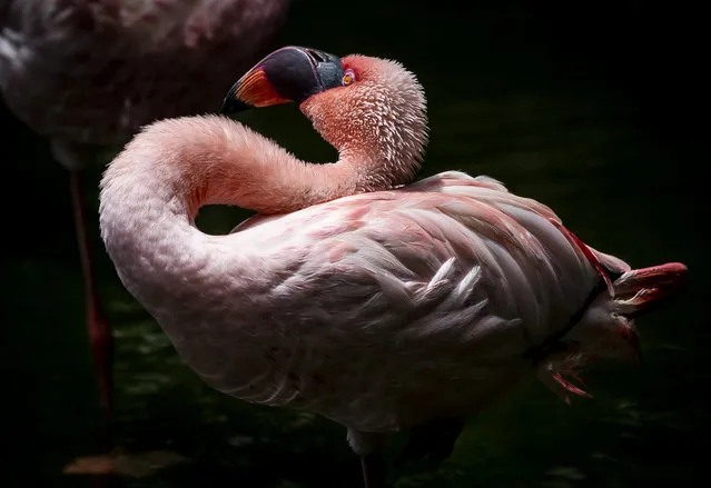 Flamingos are seen in an enclosure at the Kowloon Park Bird Lake in Hong Kong on August 19, 2021. (Photo by Isaac Lawrence/AFP Photo)