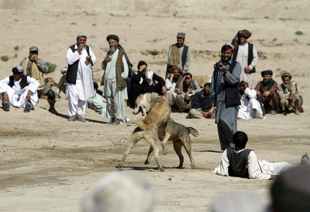 Dogs battle in a dogfight on the outskirts of Kandahar, south of Kabul, Afghanistan, Saturday, April 4, 2015. (Photo by Allauddin Khan/AP Photo)