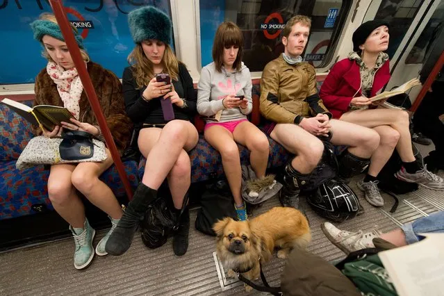 A dog looks on as participants in the 13th annual International “No Pants Subway Ride” travel on a London underground train in London, on January 12, 2014. Started in 2002 with only seven participants, the day is now marked in over 60 cities around the world.  (Photo by Leon Neal/AFP Photo)