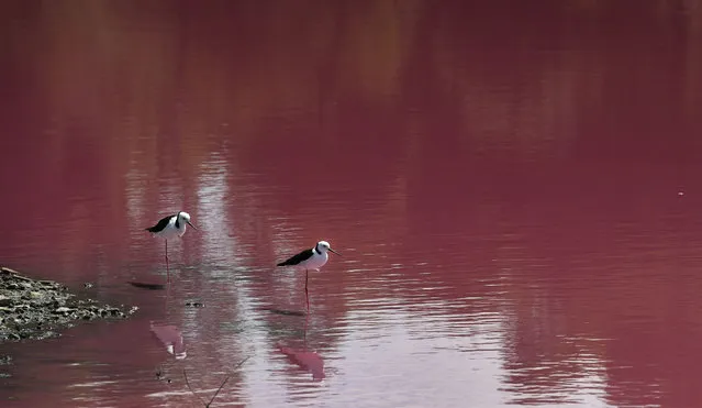 Two stilts look out over a lake that has turned a vivid pink thanks to extreme salt levels further exacerbated by hot weather in a startling natural phenomena that resembles a toxic spill, in Melbourne on March 4, 2019. The natural spectacle is the result of green algae at the bottom of the lake at Westgate Park on the outskirts of Melbourne responding to high levels of salt and changing colour. (Photo by William West/AFP Photo)