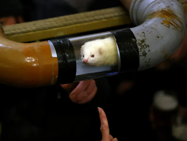 A ferret competes during a heat at the annual Ferret Racing Championship at the Craven Arms and Cruck Barn in Appletreewick, Britain on February 7, 2024. (Photo by Lee Smith/Reuters)