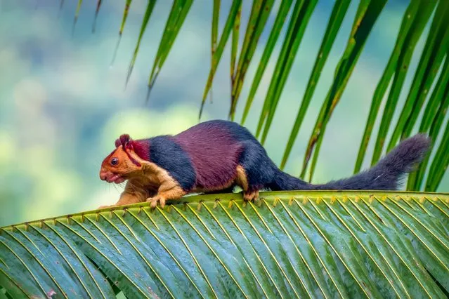 The Indian Giant Squirrel lives alone or in pairs. They build large globular nests of twigs and leaves, placing them on thinner branches where large predators can't get to them. The species is endemic to deciduous, mixed deciduous, and moist evergreen forests of peninsular India, reaching as far north as the Satpura hill range of Madhya Pradesh (approx. 22° N). (Photo by Kaushik Vijayan/South West News Service)