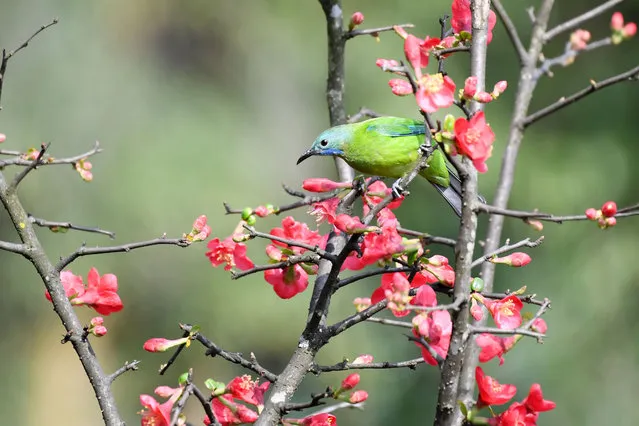 An orange-bellied leafbird is resting on a crabapple flower branch in Nanzhu Forest Park in Renhuai, China, on February 16, 2024. (Photo by Costfoto/NurPhoto/Rex Features/Shutterstock)