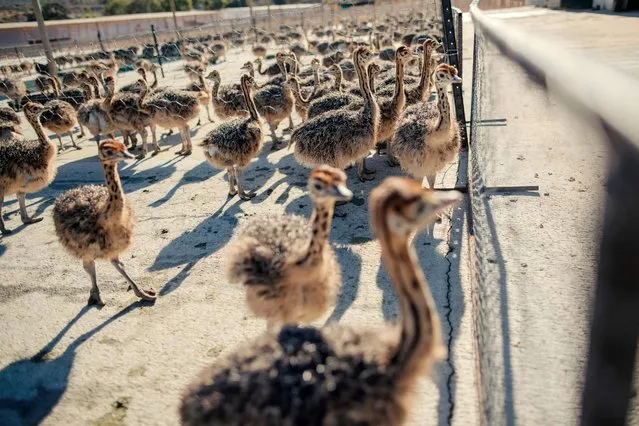 Weeks old Ostrich roam in a fenced field on one of Saag Jonker Holdings farms on February 13, 2024 in Oudtshoorn, South Africa. At a South African farm, hundreds of ostriches stretch their slender necks and shake their black feathers under the setting sun. The birds' lanky legs raise a cloud of ochre dust in their enclosure, one of dozens dotting the rugged landscape surrounding the southern town of Oudtshoorn. (Photo by Gianluigi Guercia/AFP Photo)