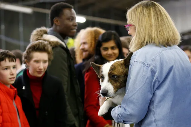 Guests look at a Pembroke Welsh Corgi as part of the Meet the Breeds during the 141st Westminster Kennel Club Dog Show in New York City, U.S. February 11, 2017. (Photo by Brendan McDermid/Reuters)