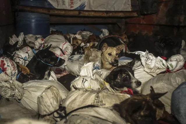 Dogs are tied in sacks in a dog meat transport truck, before being rescued in Sukohario, Central Java, during a police interception in partnership with the Dog Meat Free Indonesia coalition and Humane Society International on Wednesday, November 24, 2021. The trader brutally kills hundreds of dogs monthly, and skins them to sell their skins. DMFI will find adoptive homes locally and overseas with help from HSI. (Photo by Yoma Times Suryadi/AP Images for The Humane Society of the United States)