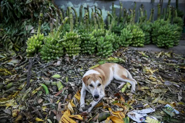 A dog waits for his owner at a banana market in Yangon April 29, 2015. (Photo by Soe Zeya Tun/Reuters)