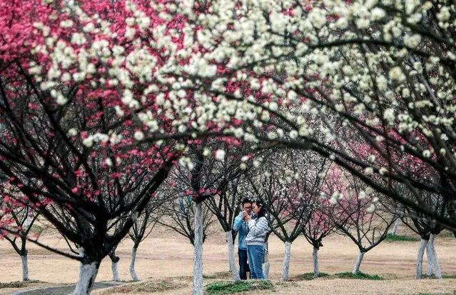 Students stand among plum blossom at a campus in Zhenjiang, Jiangsu province, China February 23, 2017. (Photo by Reuters/China Daily)