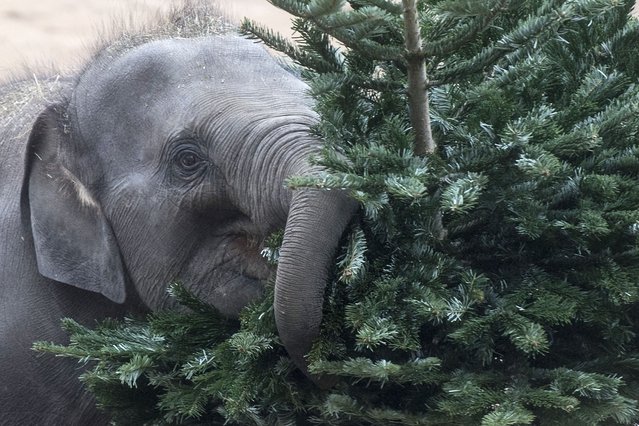 An elephant feeds on an old Christmas tree in their enclosure of Prague's Zoo on December 28, 2021. (Photo by Michal Cizek/AFP Photo)