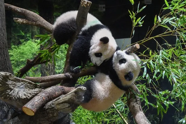 In this photo provided by Tokyo Zoological Park Society, Japanese-born twin pandas Xiao Xiao, top, and Lei Lei, bottom, are seen together at Ueno Zoo in Tokyo, Wednesday, January 12, 2022. Twin panda cubs made their first public appearance Wednesday before their devoted fans but only briefly – just for three days for now – due to the upsurge of the highly transmissible coronavirus variant. (Photo by Tokyo Zoological Park Society via AP Photo)