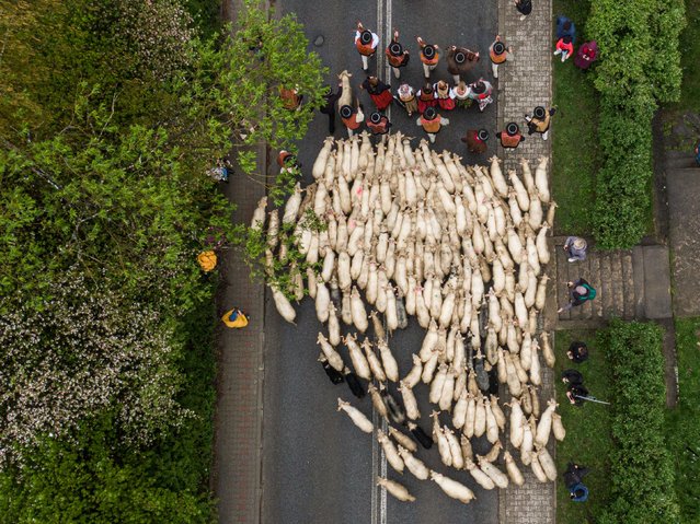 An aerial view of polish highlanders walking with their sheep during the Redyk, a celebration to start the sheep grazing season in Ludzmierz, Poland on April 21, 2024. Every year, shepherds and their sheep visit the local church to celebrate the start of the grazing season, pray for a good grazing and receive holy water and wooden strains. (Photo by Omar Marques/Anadolu via Getty Images)