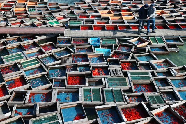 Goldfishes in the “Kanko” wooden trays floating at a pond prior to the first auction of the New Year on January 12, 2022 in Yatomi, Aichi, Japan. (Photo by The Asahi Shimbun via Getty Images)