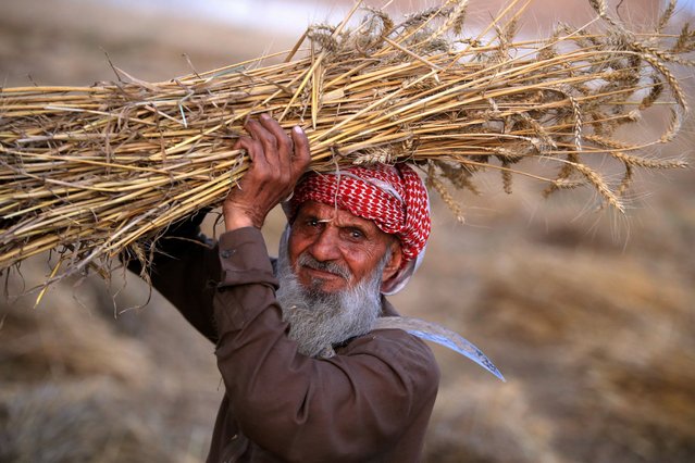 A Pakistani farmer carries bundles of wheat crops during the harvest season at a village in the outskirts of Peshawar, Pakistan, 13 May 2024. Paksitani farmers protests in several cities over the government's decision not to buy their wheat, allegdely causing them huge losses in income. The farmers in Punjab, the country's largest province and often called the 'bread basket' of Pakistan, are demanding that the government stop wheat imports that have flooded the market at a time when they expect bumper crops. (Photo by Bilawal Arbab/EPA/EFE)