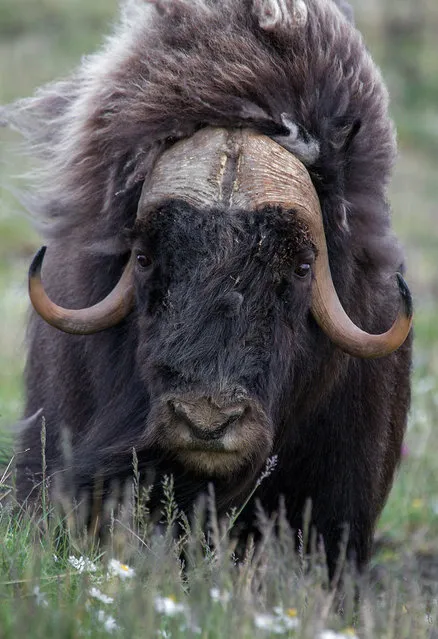 Wild Musk Oxen in Arctic Prairie in Russia