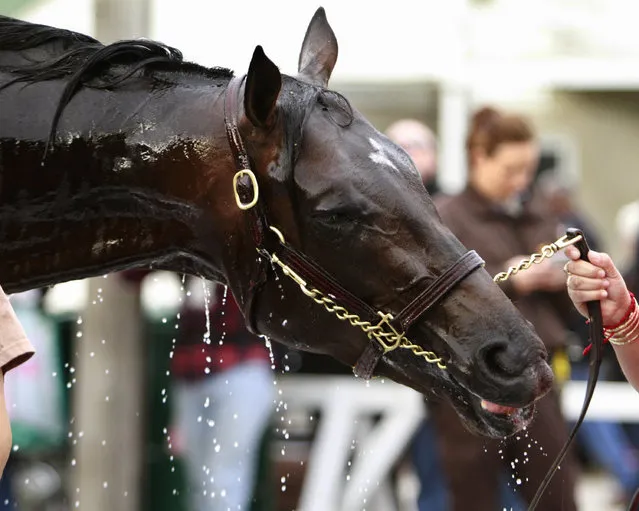 Kentucky Derby hopeful Mor Spirit reacts as he gets a bath outside Barn 33 at Churchill Downs in Louisville, Ky., Wednesday, May 4, 2016. The 142nd Kentucky Derby is Saturday, May 7. (Photo by Garry Jones/AP Photo)