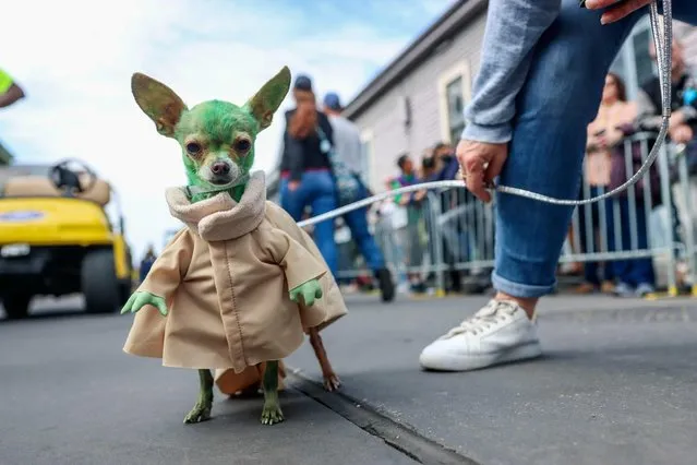 “Baby”, a Chihuahua who is dressed as Baby Yoda, marches in the French Quarter during the Krewe of Barkus Mardi Gras Parade in New Orleans, Louisiana, February 20, 2022. This year marks the return of Mardi Gras to New Orleans since celebrations were cancelled over the two past years due to the Covid-19 pandemic. (Photo by Sandy Huffaker/AFP Photo)
