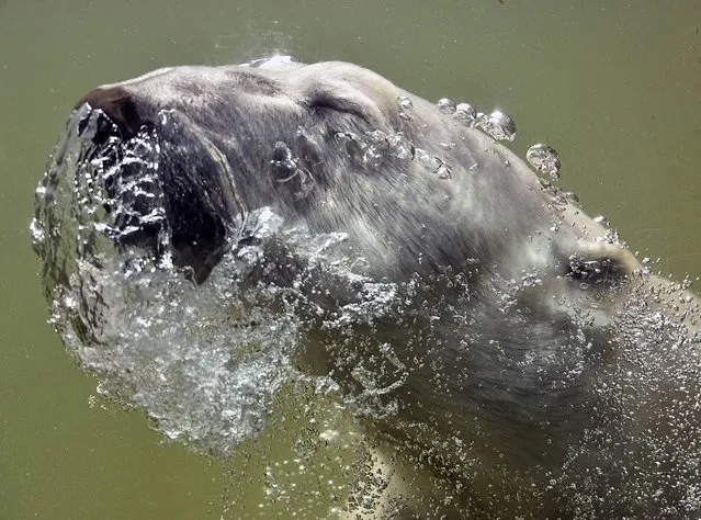 A polar bear enjoys a bath under the water during hot and sunny weather with temperatures up to 35 degrees Celsius (95 Fahrenheit) at the zoo in Gelsenkirchen, Germany, Tuesday, July, 7, 2015. (Photo by Martin Meissner/AP Photo)