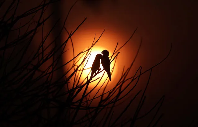 Birds are pictured as the sun rises amid smoke from a burning tract of Amazon jungle as it is cleared by loggers and farmers near Porto Velho, Brazil on August 28, 2019. (Photo by Ricardo Moraes/Reuters)