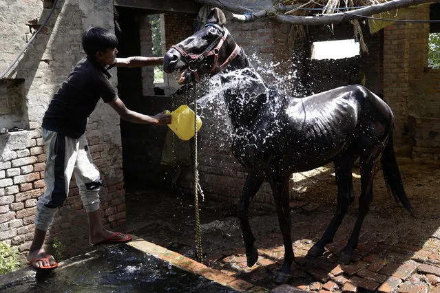 A young Indian rider cools off a horse with water at a tubewell on the outskirts of Jalandhar on May 12, 2017, as high temperatures continue to affect much of central and northern India ahead of the summer monsoon rains. (Photo by Shammi Mehra/AFP Photo)