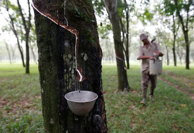 A worker collects latex at a rubber plantation near Bogor, southwest of Jakarta in West Java province, Indonesia May 28, 2016. (Photo by Darren Whiteside/Reuters)