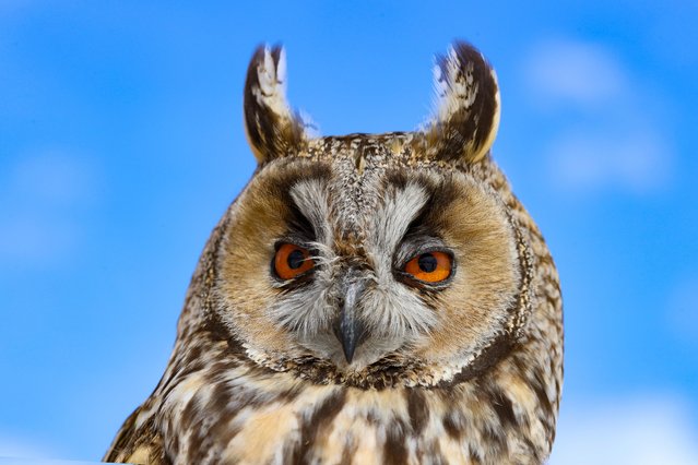 A little owl is seen in Van, Turkiye on February 19, 2022. Van Yuzuncu Yil University (YYU) Wild Animal Protection Rehabilitation Center Director Prof. Dr. Lokman Aslan stated that the wild animals that go down to the settlements to find food during the winter are faced with many dangers. (Photo by Ozkan Bilgin/Anadolu Agency via Getty Images)