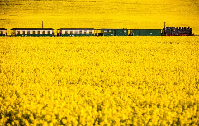 A steam locomotive 99 1782-4 from the year 1953 pulls on a passenger train through a blooming rape field near Posewald on the island Ruegen, northern Germany, on May 19, 2017. (Photo by Jens Büttner/AFP Photo/DPA)