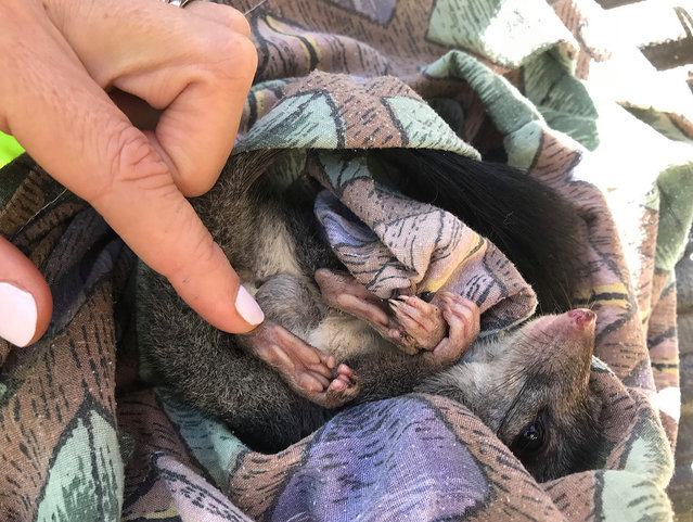 Supplied undated image obtained Wednesday, May 16, 2018 of a Brush-tailed Phascogale, also known as a Tuan, found near Dalyesford in central Victoria, Australia. Five mature Brush-tailed Phascogales have been spotted near Daylesford during an annual monitoring program in the Hepburn Regional Park and Wombat State Forest. The shy tree-climbing marsupial, also known as a Tuan, is classified as vulnerable in Victoria and is under threat from big cats, foxes and the impacts of illegally harvested firewood. (Photo by Parks Victoria/AAP Image)