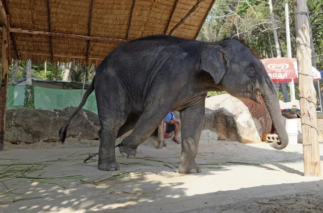 This undated photo released by World Animal Protection, shows an elephant used for entertainment at a venue in Thailand. An animal protection group says it wants tourists to know,  that elephant on which you took a ride during your vacation in Thailand is probably a miserable victim of abuse. London-based World Animal Protection in a report released Thursday, July 6, 2017 says its survey of almost 3,000 elephants employed in entertainment venues in Thailand, Laos, Cambodia, Nepal, Sri Lanka and India found that three out of four are living in poor and unacceptable conditions. (Photo by World Animal Protection via AP Photo)