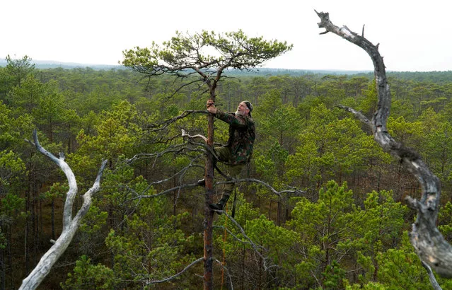 Belarusian ornithologist Vladimir Ivanovski, 72, stands on a tree as he builds an artificial nest for birds of prey from tree branches, in a marsh near the village of Kazyany, Belarus on October 20, 2019. (Photo by Vasily Fedosenko/Reuters)