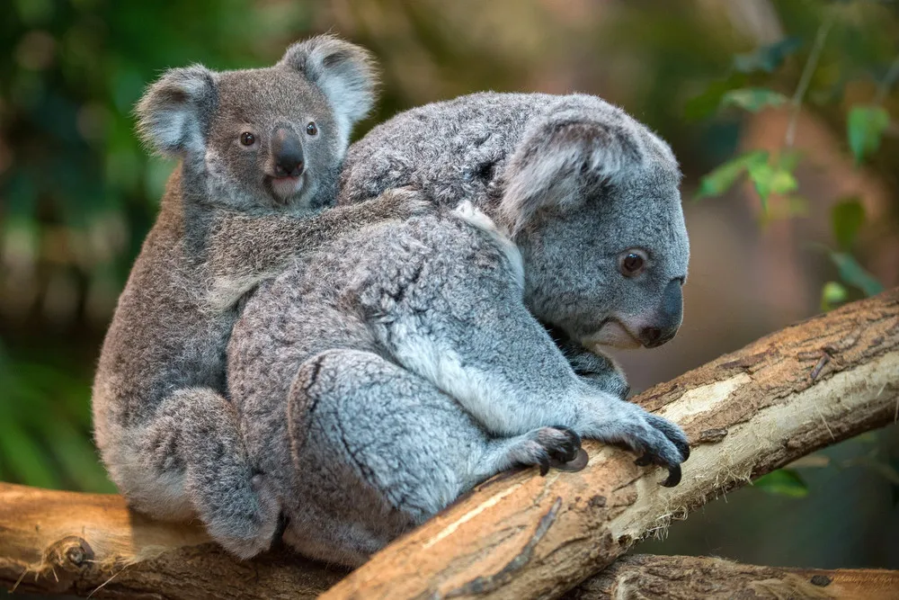 The Week in Pictures: Animals, Jule 19 – Jule 26, 2014