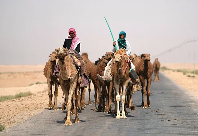 Camel herders lead the way for the camels in al-Samawa, Iraq, Saturday, June 4, 2022. (Photo by Hadi Mizban/AP Photo)
