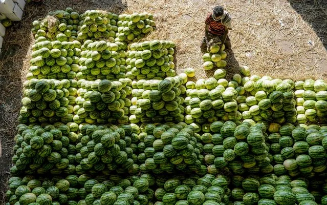 A labourer arranges watermelons before the auction at Gaddiannaram wholesale fruit market in Hyderabad on February 19, 2020. (Photo by Noah Seelam/AFP Photo)