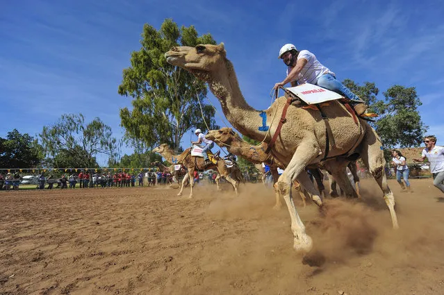 Participants on camels during the dramatic start to every race at the Alice Springs Camel Cup camel races held at Blatherskite Park, in Alice Springs, the Northern Territory, Australia, July 9, 2016. (Photo by Steve Strike/EPA)