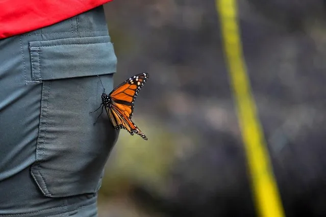 A monarch butterfly sits on the pants of a tourist at El Rosario sanctuary, in El Rosario, in Michoacan state, Mexico on February 11, 2021. (Photo by Toya Sarno Jordan/Reuters)