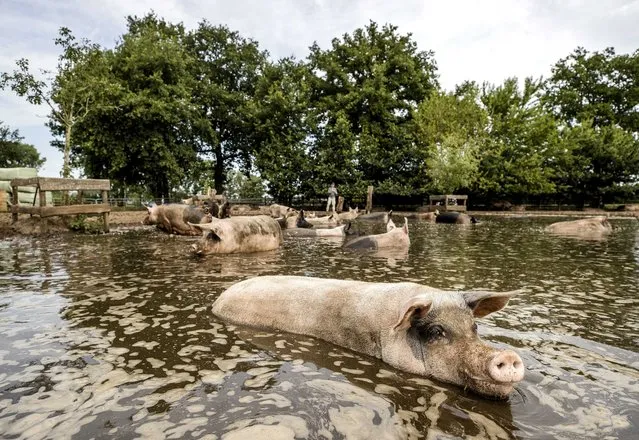 Pigs wade through a mud pool of farmer John Reimert, in Heino, The Netherlands, 04 August 2022. John Reimert is the winner of the Mud Trophy of the Wakker Dier foundation for the Most Beautiful Mud Pool of 2022. (Photo by Sem van der Wal/EPA/EFE)