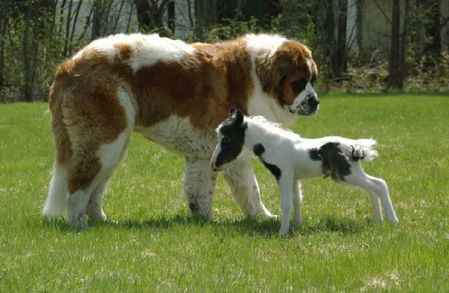 The World’s Smallest Horse by  named Einstein