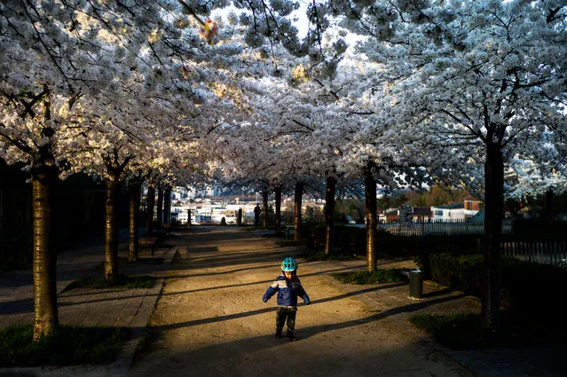 A child plays in a park with flowering cherry trees in Romainville, France, 18 March 2020. France is under lockdown in an attempt to stop the widespread of the SARS-CoV-2 coronavirus causing the Covid-19 disease. (Photo by Yoan Valat/EPA/EFE)